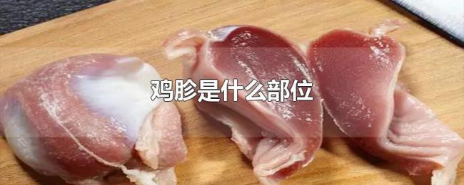 鸡胗是什么部位