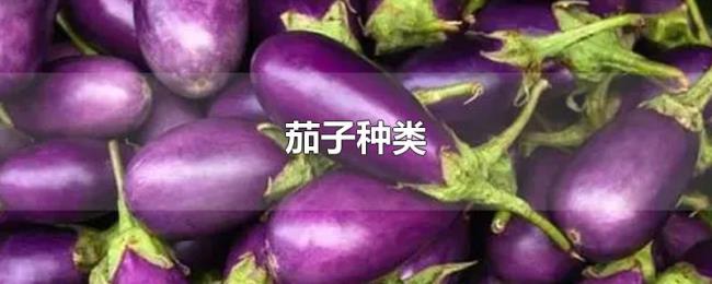 茄子种类