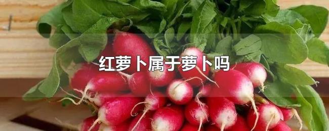 红萝卜属于萝卜吗 红萝卜属于萝卜吗