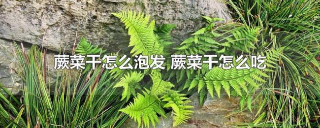 蕨菜干怎么泡发（蕨菜干怎么吃）