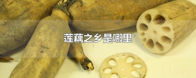 莲藕之乡是哪里 莲藕之乡是哪里