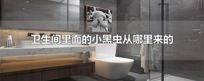 卫生间里面的小黑虫从哪里来的