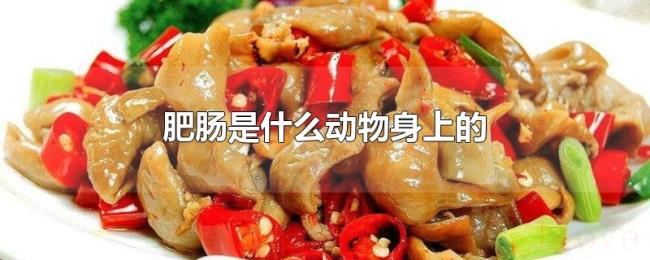 肥肠是什么动物身上的 肥肠是什么动物身上的