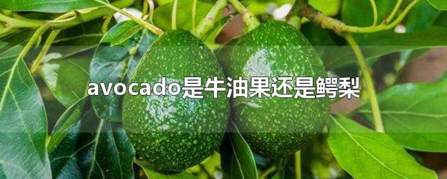 avocado是牛油果还是鳄梨