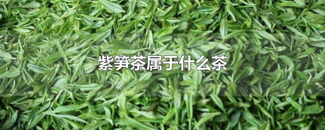 紫笋茶属于什么茶 紫笋茶属于什么茶