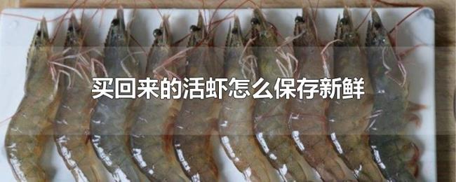 买回来的活虾怎么保存新鲜