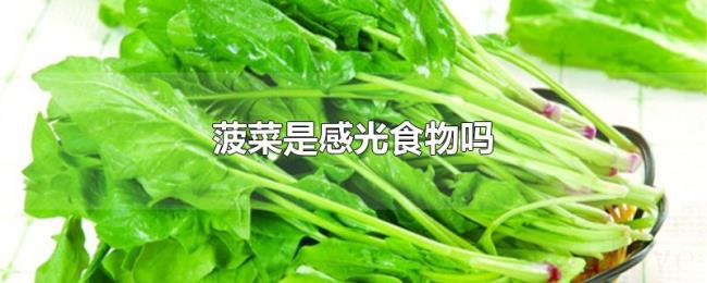 菠菜是感光食物吗
