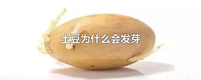 土豆为什么会发芽 土豆为什么会发芽