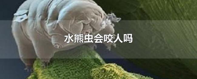 水熊虫会咬人吗