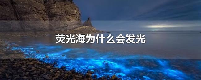 荧光海为什么会发光