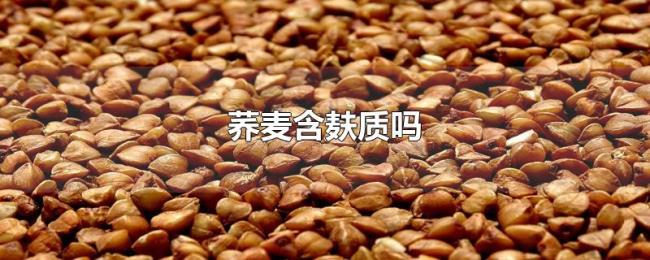 荞麦含麸质吗 荞麦含麸质吗