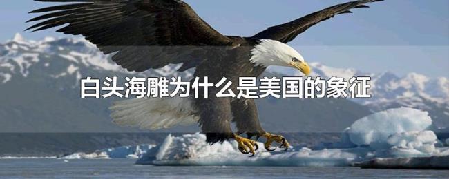 白头海雕为什么是美国的象征 白头海雕为什么是美国的象征