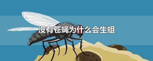 没有苍蝇为什么会生蛆