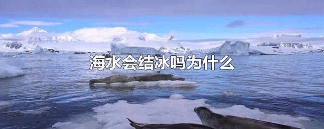 海水会结冰吗为什么 海水会结冰吗为什么