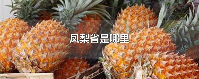 凤梨省是哪里 凤梨省是哪里
