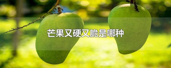 芒果又硬又脆是哪种 芒果又硬又脆是哪种