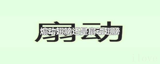 煽动翅膀还是扇动翅膀