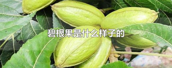 碧根果是什么样子的 碧根果是什么样子的