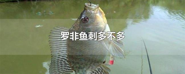 罗非鱼刺多不多 罗非鱼刺多不多