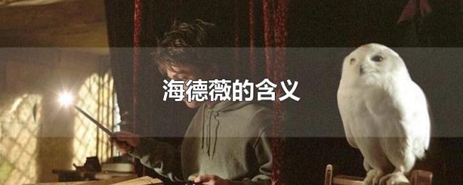 海德薇的含义 海德薇的含义