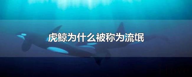 虎鲸为什么被称为流氓