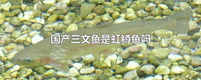 国产三文鱼是虹鳟鱼吗