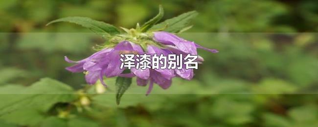 泽漆的别名 泽漆的别名