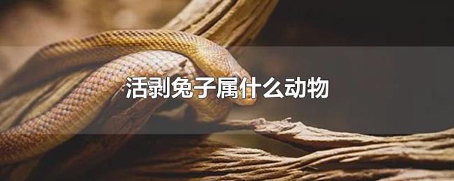 活剥兔子属什么动物 活剥兔子属什么动物