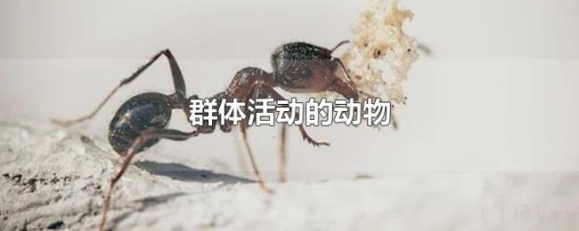 群体活动的动物 群体活动的动物