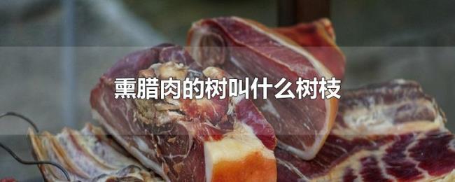 熏腊肉的树叫什么树枝 熏腊肉的树叫什么树枝