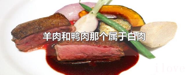 羊肉和鸭肉那个属于白肉 羊肉和鸭肉那个属于白肉