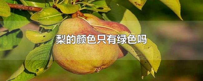 梨的颜色只有绿色吗 梨的颜色只有绿色吗
