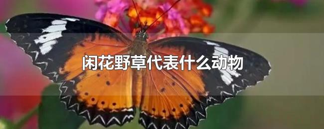 闲花野草代表什么动物
