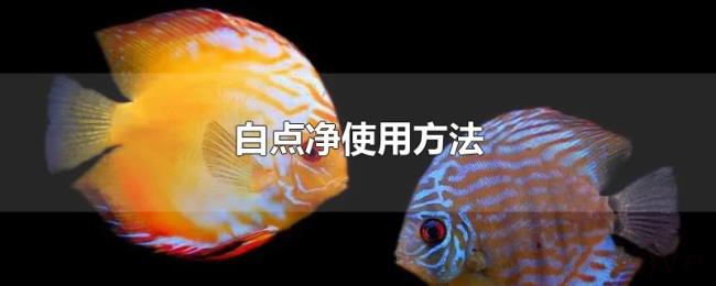 白点净使用方法 白点净使用方法