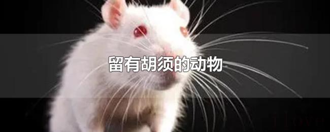 留有胡须的动物 留有胡须的动物