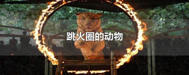 跳火圈的动物 跳火圈的动物