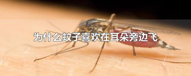 为什么蚊子喜欢在耳朵旁边飞 为什么蚊子喜欢在耳朵旁边飞