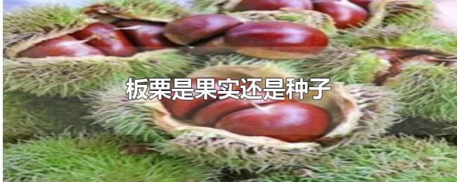 板栗是果实还是种子