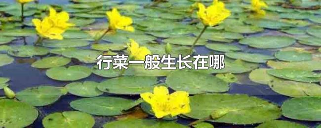 行菜一般生长在哪 行菜一般生长在哪