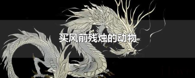 买风前残烛的动物 买风前残烛的动物