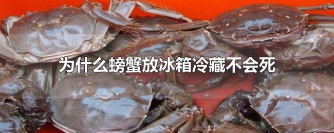 为什么螃蟹放冰箱冷藏不会死 为什么螃蟹放冰箱冷藏不会死