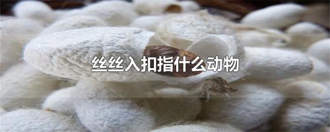 丝丝入扣指什么动物 丝丝入扣指什么动物