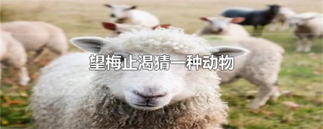 望梅止渴猜一种动物 望梅止渴猜一种动物