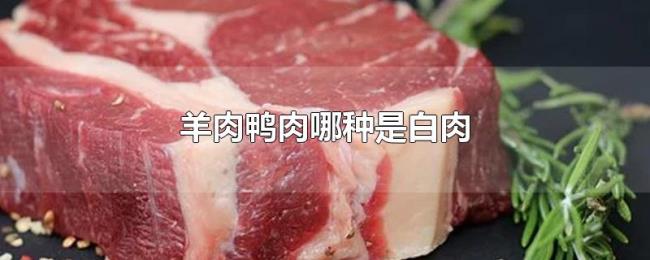 羊肉鸭肉哪种是白肉 羊肉鸭肉哪种是白肉
