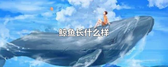 鲸鱼长什么样
