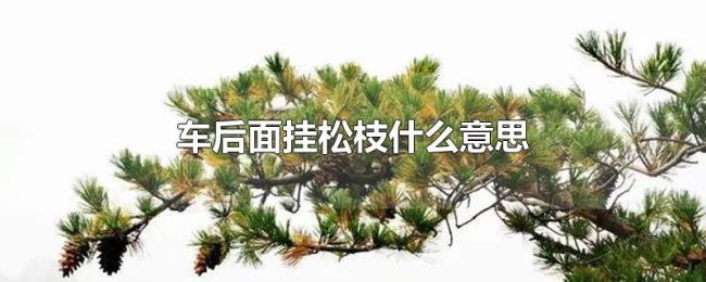 车后面挂松枝什么意思 车后面挂松枝什么意思