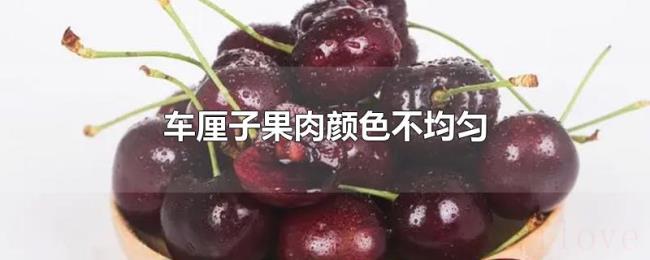 车厘子果肉颜色不均匀 车厘子果肉颜色不均匀