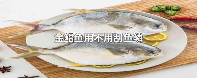金鲳鱼用不用刮鱼鳞 金鲳鱼用不用刮鱼鳞