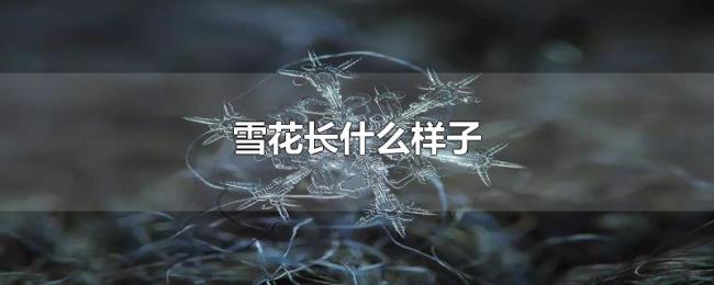 雪花长什么样子 雪花长什么样子