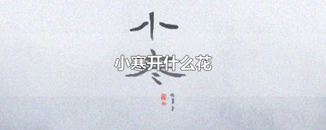 小寒开什么花